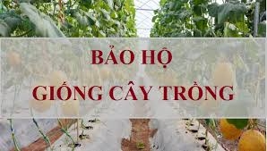 Dịch vụ đăng ký, bảo hộ giống cây trồng